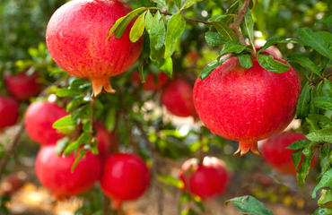 Universal India Exports