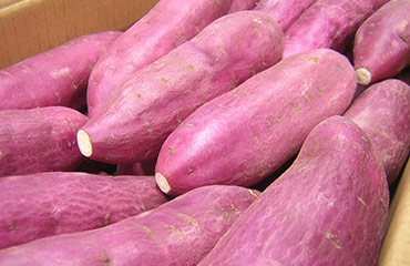 Universal India Exports